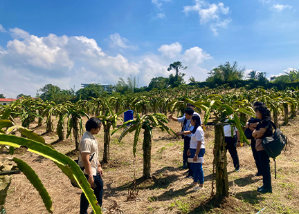 ドラゴンフルーツ農園訪問の様子